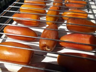 Maduracion de datiles en 10 dias.