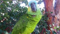Sundance the Blue Front Amazon Parrot