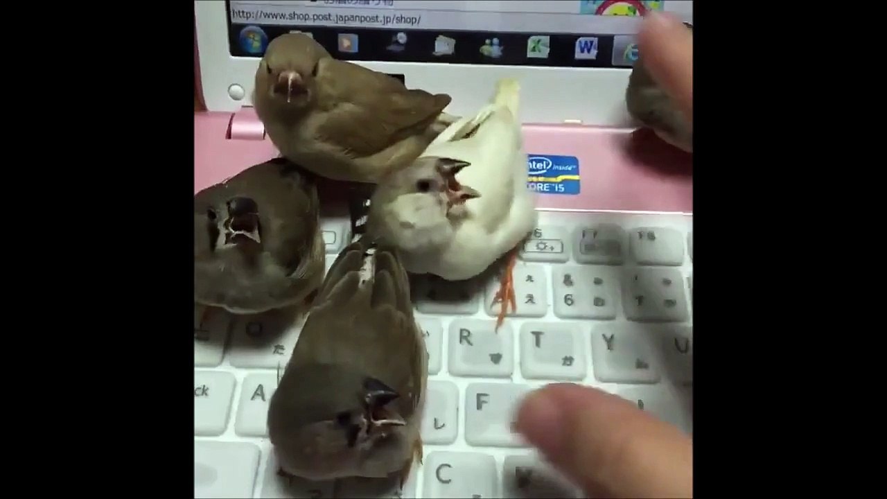 Des oiseaux pas content que leur maitre travaille
