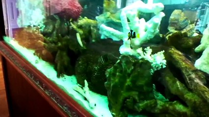500 Gallon Saltwater Aquarium