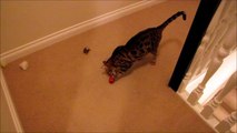 Bengal Cat Rumble Playing With Small Dog Size Kong Toy Linus Cat Tips