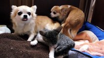 毛づくろいの子猫とチワワ - Grooming kitten and chihuahuas -