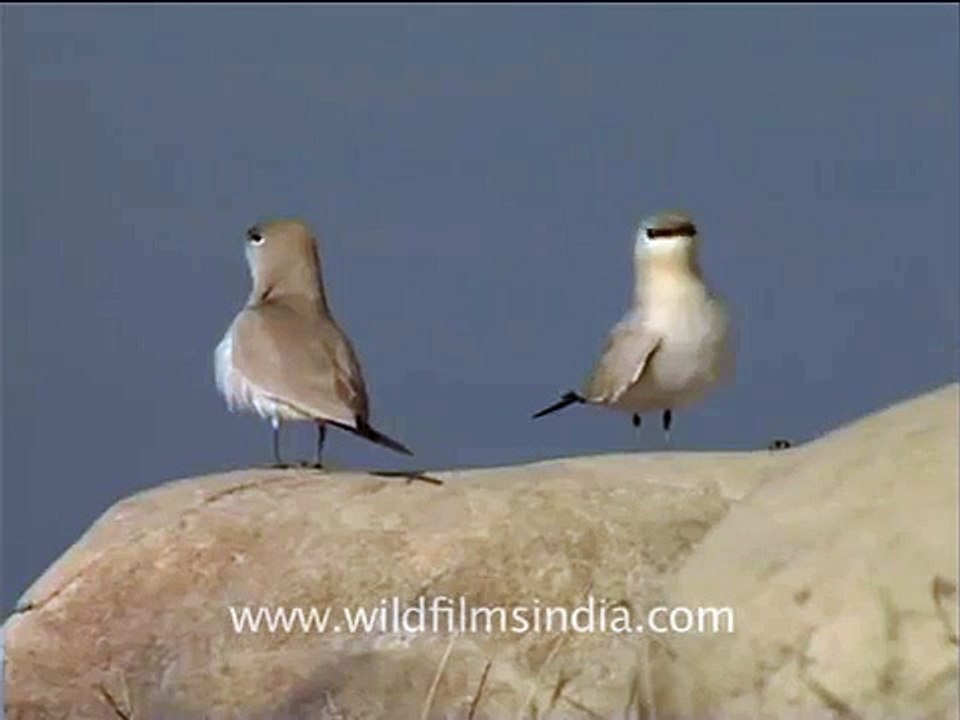 Little Pratincole on Kalagarh Dam