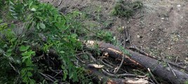 Yalova'da köprülü kavşak için yine ağaç kesildi