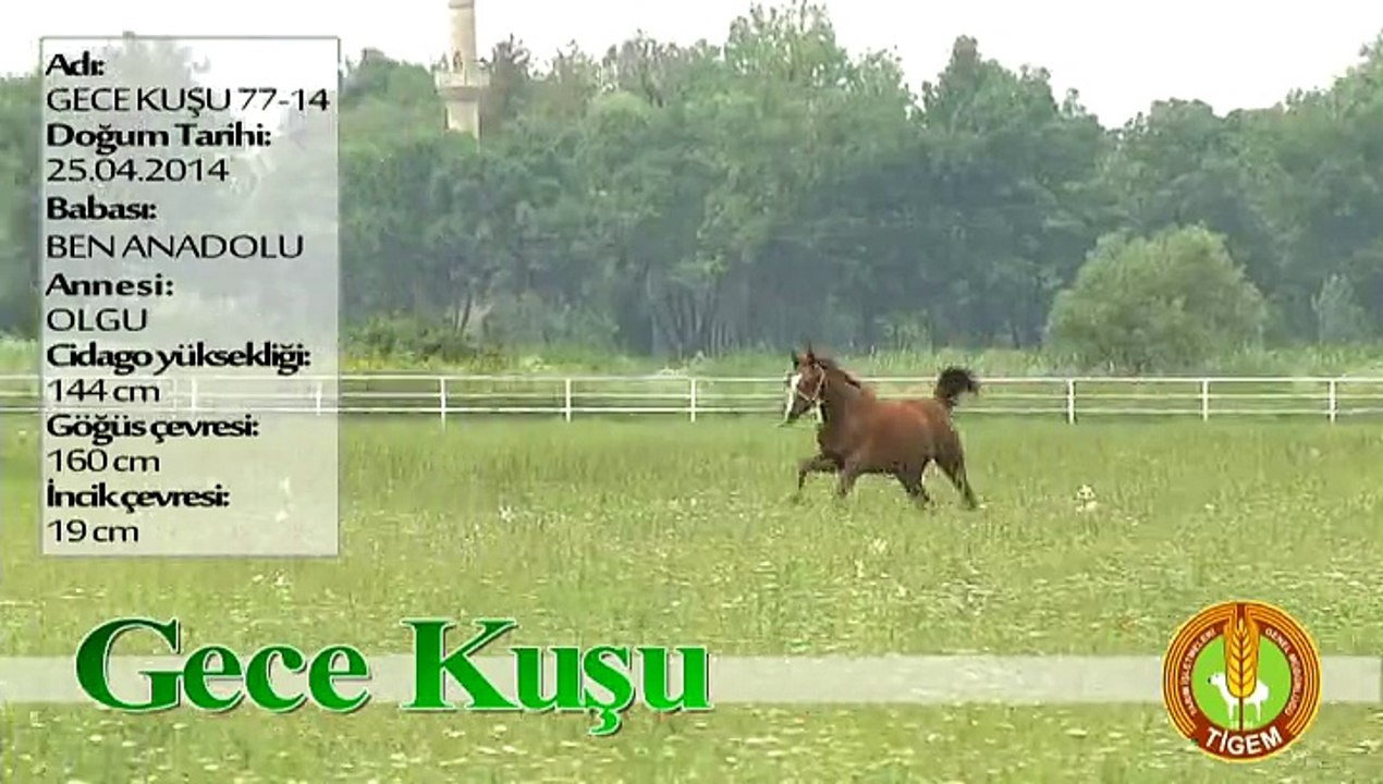 GECE KUŞU