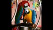 Macaws Parrots!