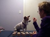 Counting Mathematical Dog Annie Pythagoras Jack Russell