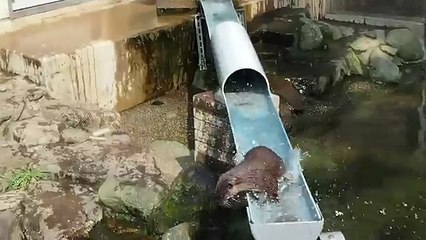 流しカワウソ　おおはしゃぎ編