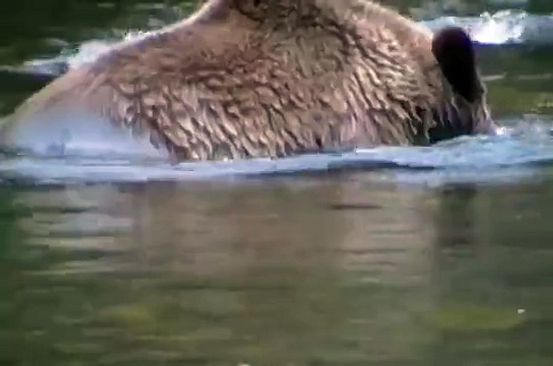 ataque de oso grizly