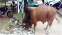 Fearless goat goes head-to-head with a bull-FUNNY ANIMAL FIGHT