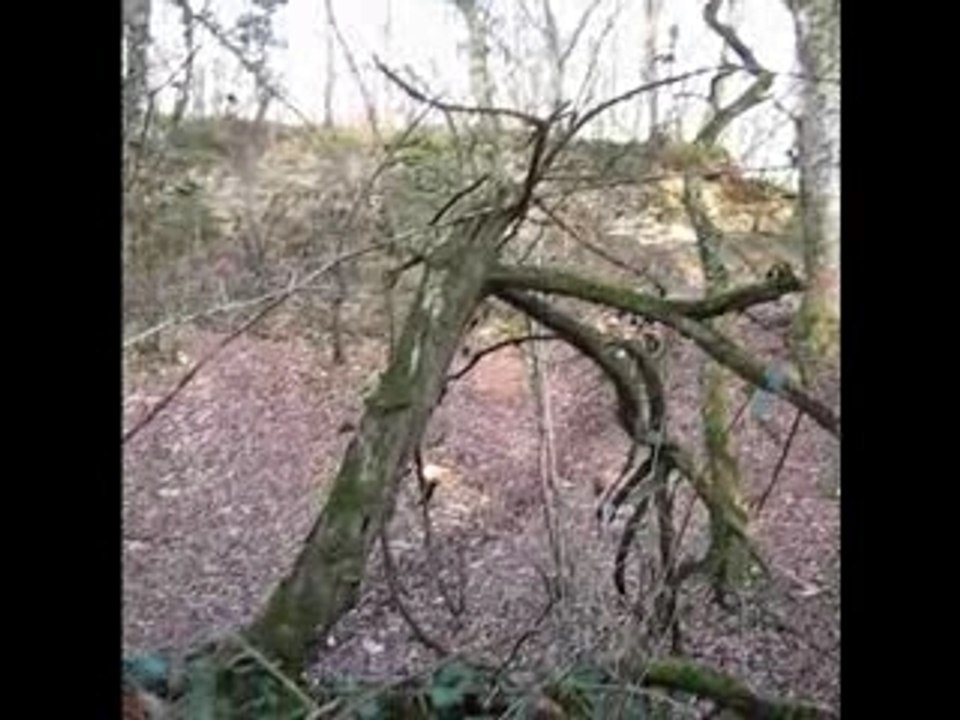Bois-poullou