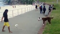 Les passants sont bluffés par le talent de ce chien pour le football !