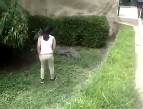 Une femme tente de caresser un crocodile dans son enclos