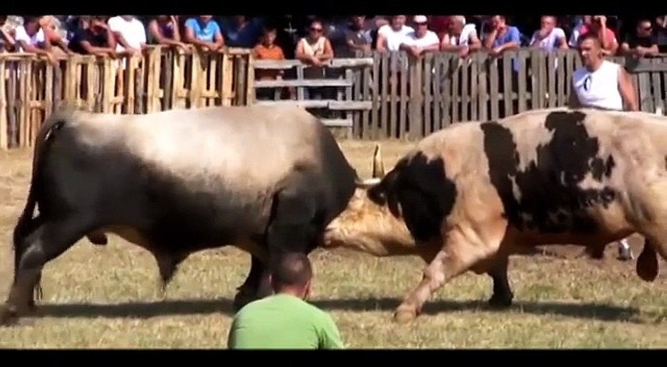 Bullfighting Video