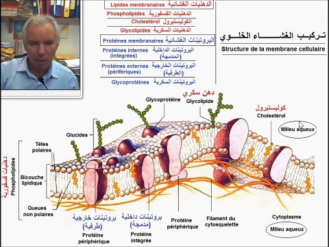 Membrane plasmique. Lipides, protéines et glycocalix - الغشاء البلاسمي. دهون، بروتينات، تاج سكري