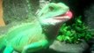 chinese water dragon's feeding on live mice RATED R!