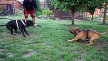 American staffordshire terrier vs. Staffordshire bull terrier