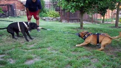 American staffordshire terrier vs. Staffordshire bull terrier