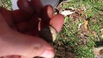Metal Detecting - Copper, Silver and Relics!
