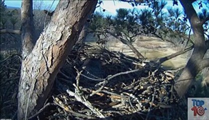 Eagle fights wolf and deer