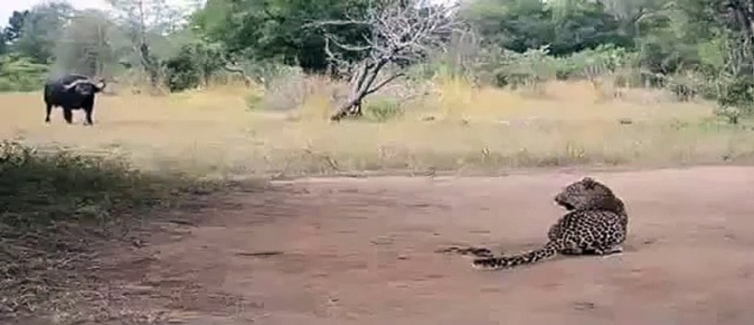 National Geographic Documentary Wild Animals attack National Geographic Animals 39