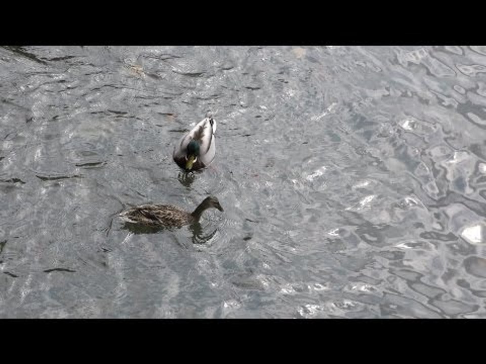 Como Lake 4K - Panorama, boats, ducks, airplanes: Video test Panasonic HC-X1000