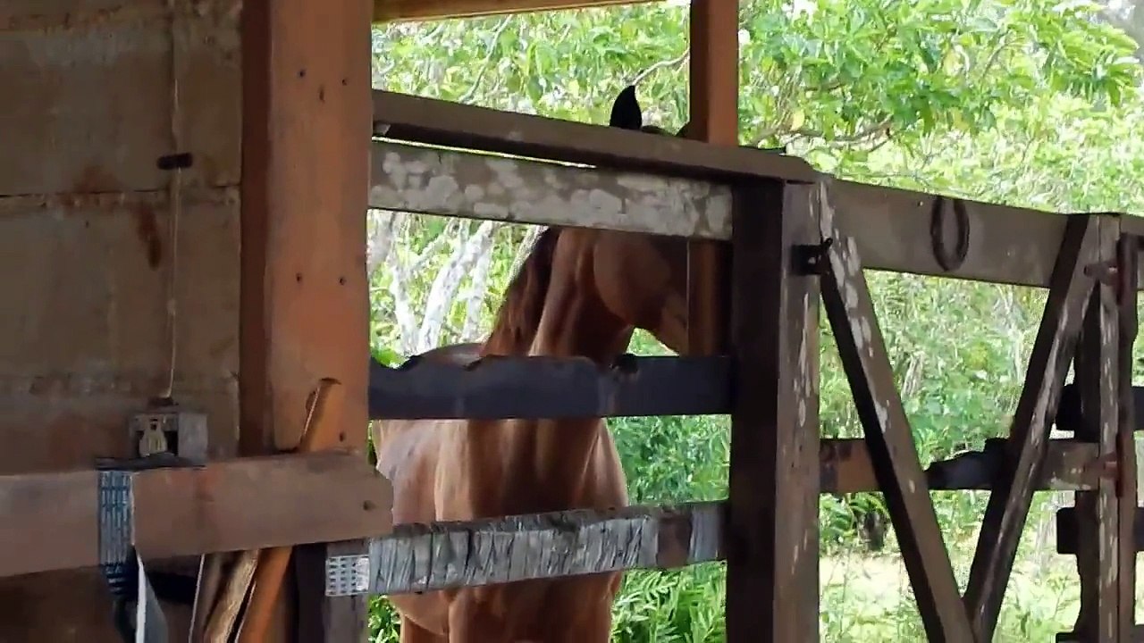 Horses reacting to Horse Ringtone