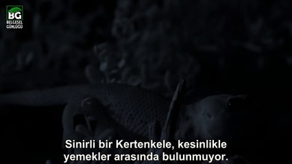 Araptavşanı Yavrusunun İlk Adımları