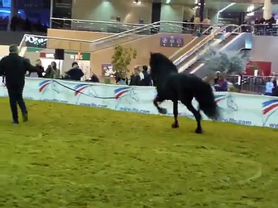 Frison qui se défoule