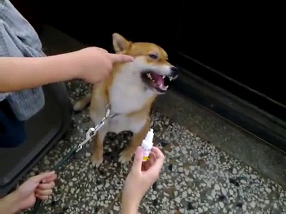 學猴子叫的柴犬