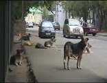 Read SOS Feral dogs wild dogs stray cats protection of animals