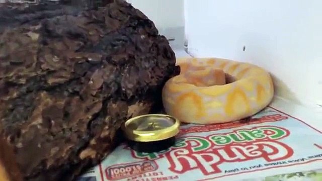 Reticulated Python and Burmese Python Collection