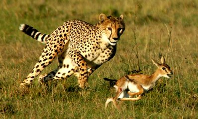 Çitaların Antilop Avı