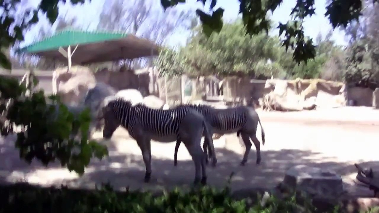 Well Hung Zebra