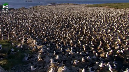 Dışlanmış Genç Çizgili Şahin Çetesi