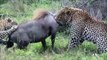 National Geographic Documentary Wild Animals attack National Geographic Animals