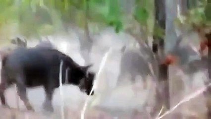 Buffaloes kicked away the Lions