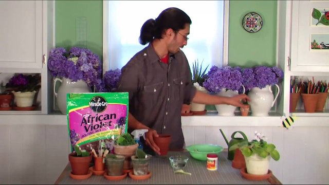 Starting African Violets