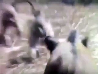 фристайлер и Ко , голоп  с КТО