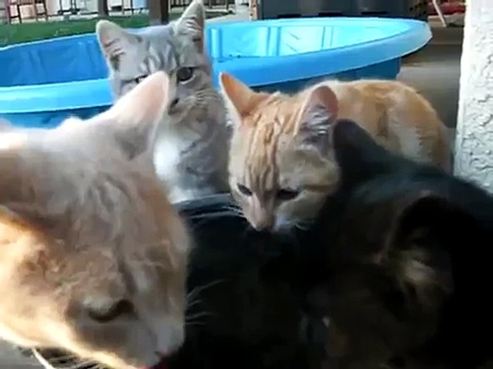 Hund erschreckt Katzen - Lustiges Tiervideo