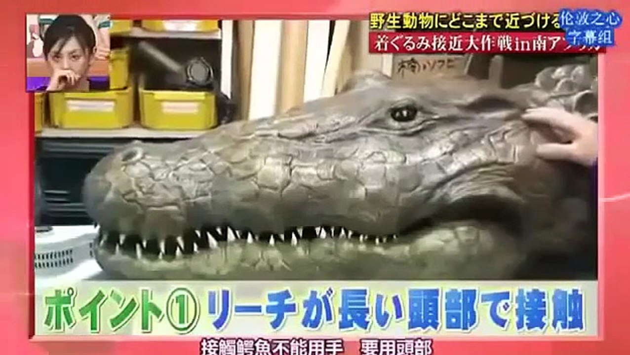 [Engsub] Funny Japanese Pranks: Humans vs Crocodile