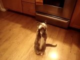 Adorable cat begging for Food