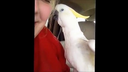 Smart parrot playing peekaboo