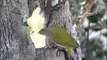 GRÅSPETT  Grey-headed Woodpecker  (Picus canus)  Klipp - 145