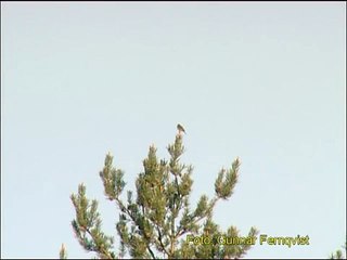 TRÄDLÄRKA  Woodlark  (Lullula arborea)  Klipp - 144