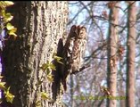 KATTUGGLA  Tawny Owl  (Strix aluco)  Klipp - 142