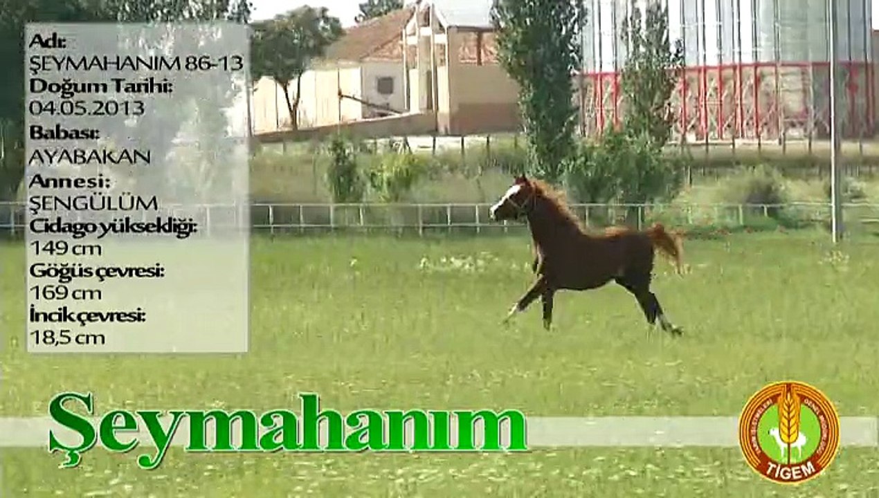 ŞEYMAHANIM