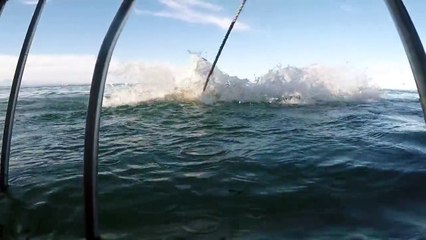 Attaque de requin blanc filmée par une touriste (Afrique du Sud)