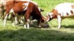 Cow Giving Birth Twins Animal Birth 2015