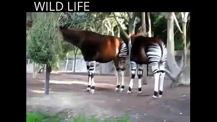 okapi animal : zebra giraffe animal